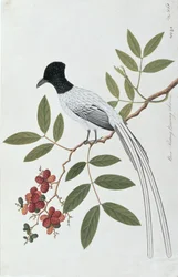 Bua Redang Boorong cha-wie, uit Tekeningen van Vogels uit Malakka, ca. 1805-18